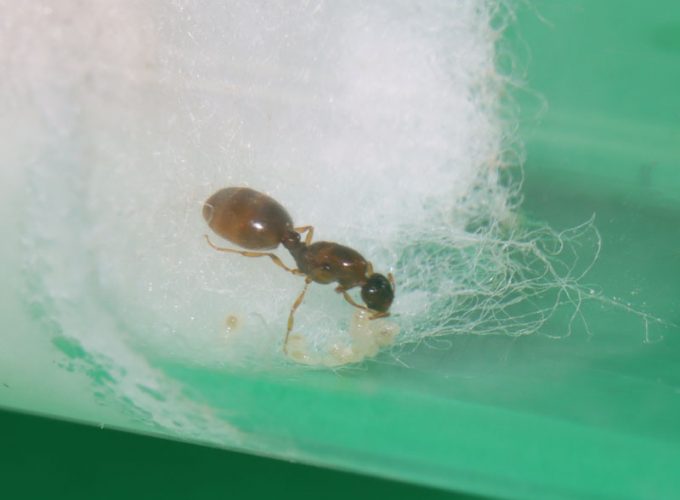 Queen ant with brood