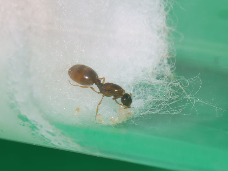 Queen ant with brood