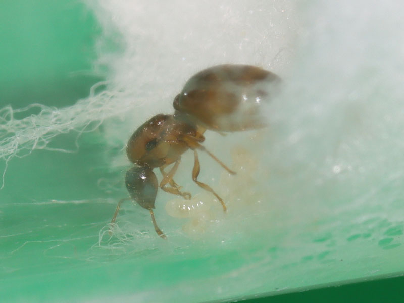 Queen ant with brood