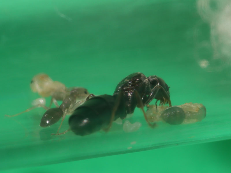 Queen ant with nanitic, pupae and eggs