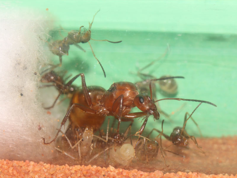 Queen ant with colony
