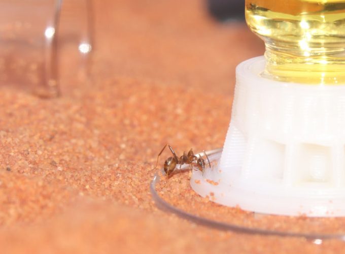 Nanitic ant feeding