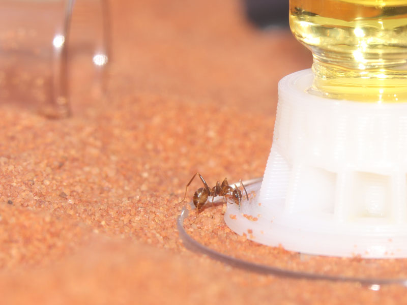 Nanitic ant feeding