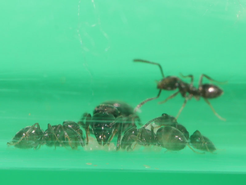 Queen ant with nanitics
