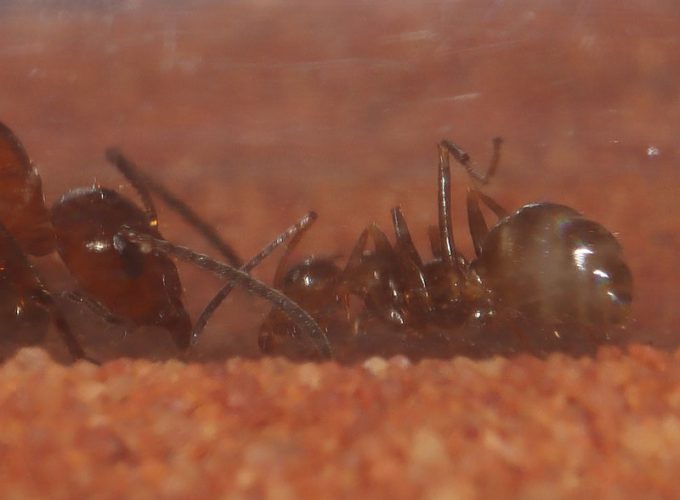 Queen ant with repelete