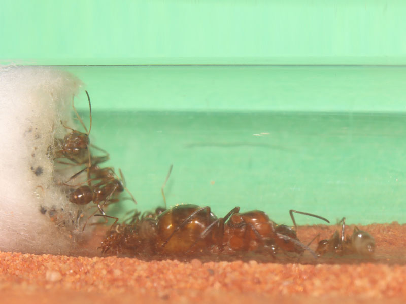 Queen ant with nanitics, including repletes