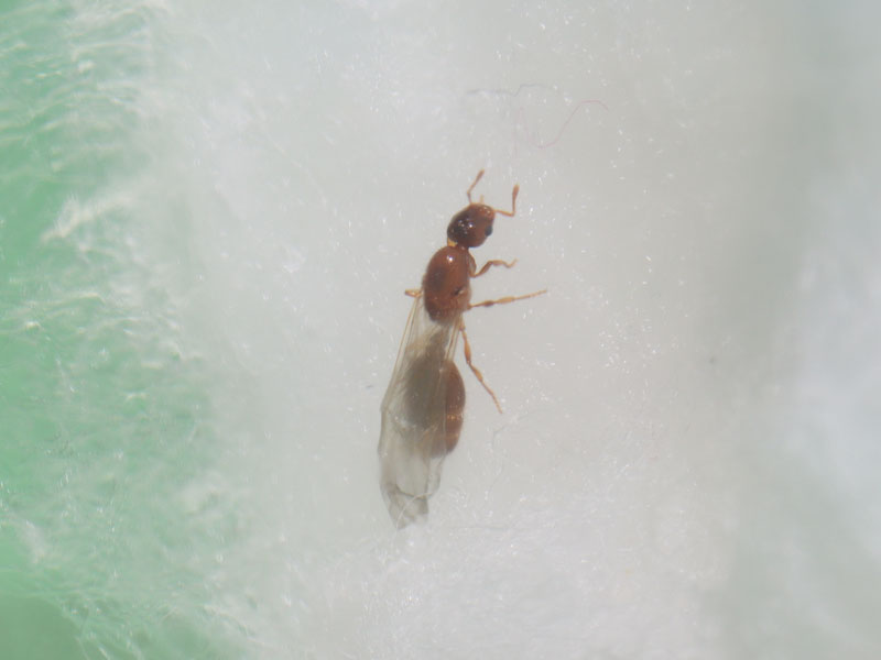 Winged queen ant