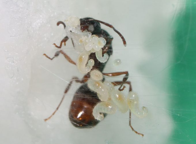 Queen ant with eggs, larvae, and a pupa
