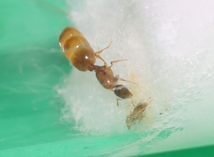 Queen ant with nanitics and brood