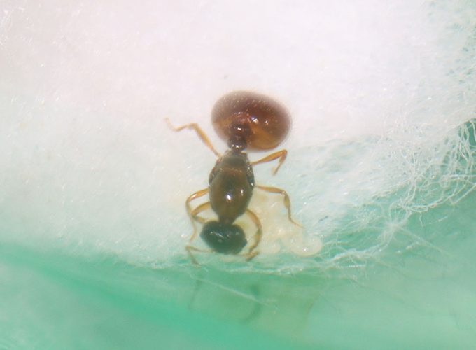 Queen ant with brood