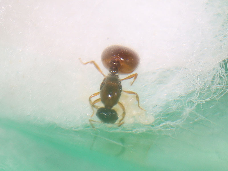 Queen ant with brood