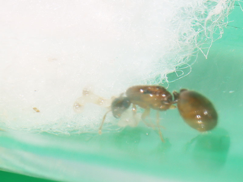 Queen ant with brood