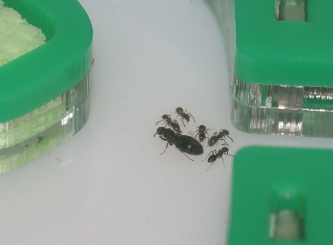 Queen ant with nanitics in Ants Australia nest