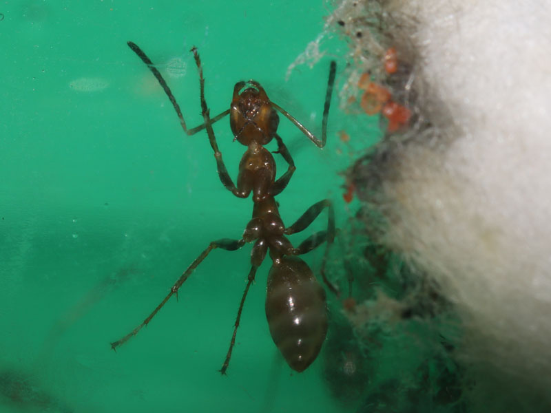 Nanitic ant