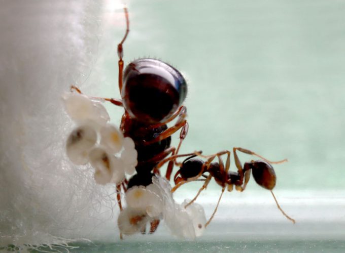 Tetramorium queen ant with a nanitic, two pupae, larvae and eggs
