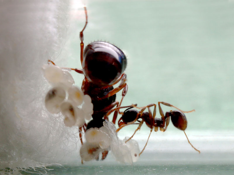 Tetramorium queen ant with a nanitic, two pupae, larvae and eggs