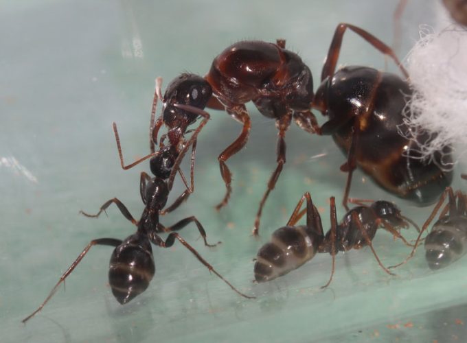 Queen ant and nanitic performing trophallaxis