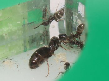 Queen ant and nanitic performing trophallaxis