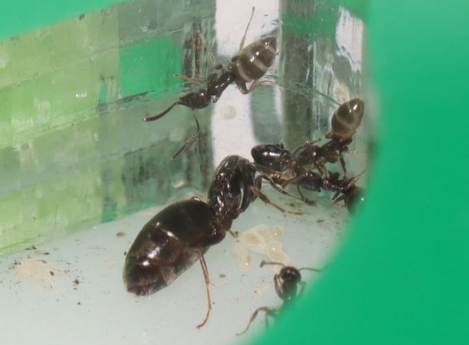 Queen ant and nanitic performing trophallaxis