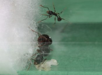 Tetramorium queen ant with nanitic, eggs, larvae, and a pupa