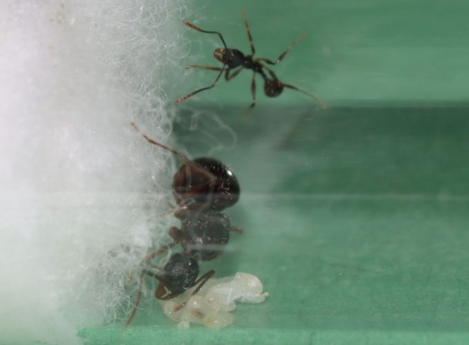 Tetramorium queen ant with nanitic, eggs, larvae, and a pupa