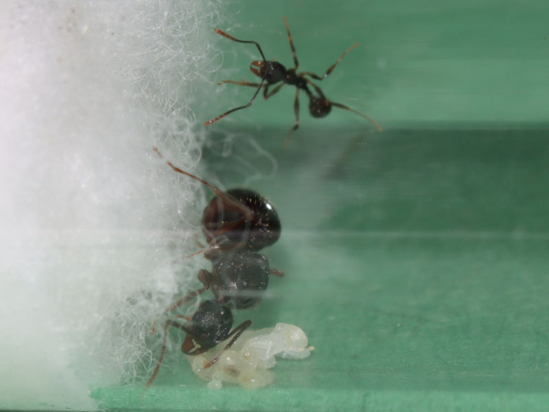 Tetramorium queen ant with nanitic, eggs, larvae, and a pupa