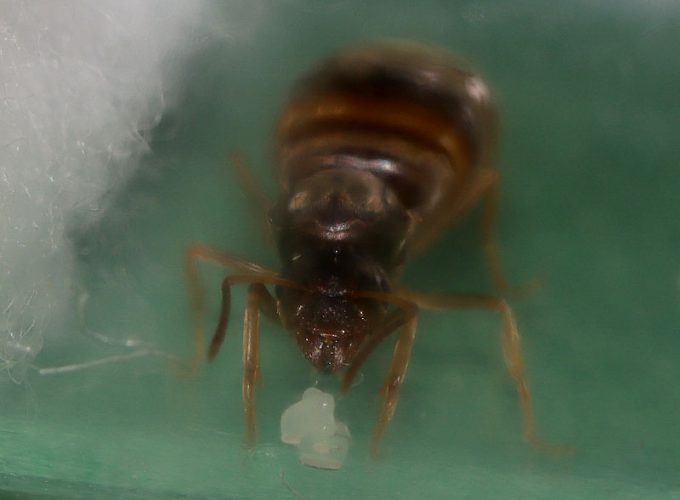 Lasius neoniger ant with eggs