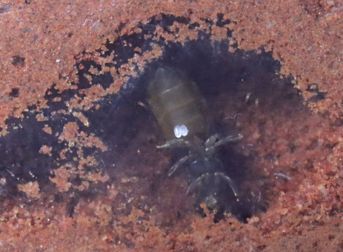 Lasius neoniger ant with eggs