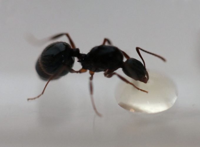 Queen ant feeding on honey