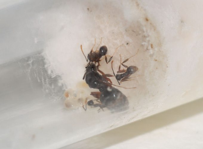 Tetramorium queen with three nanitics