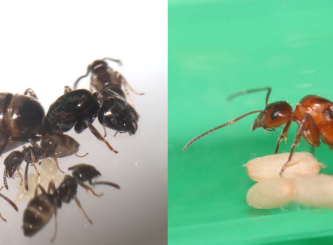 Tapinoma sessile and Formica dolosa queen ants