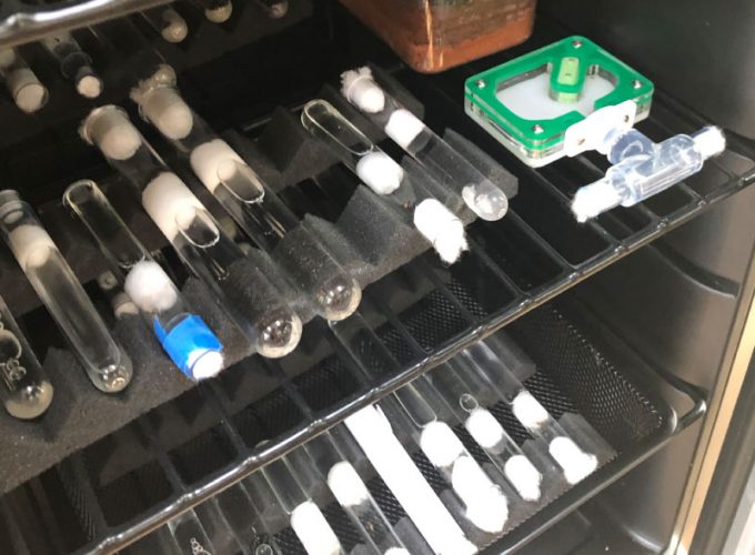 Ants in a fridge.