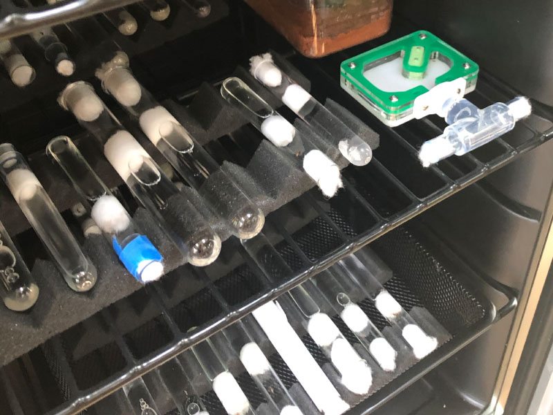 Ants in a fridge.