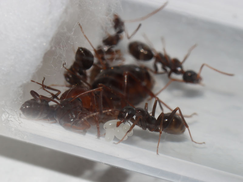 Founding ant colony with four eggs