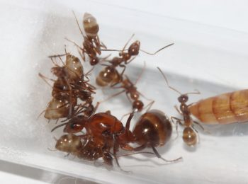 Formica dolosa queen ant with nanitics