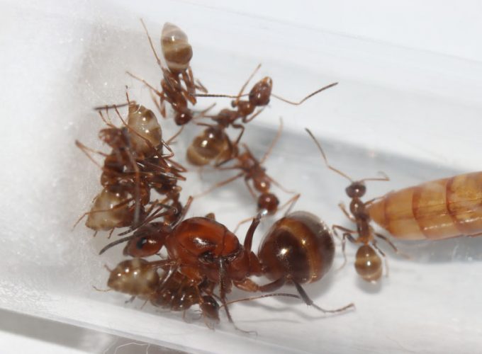 Formica dolosa queen ant with nanitics