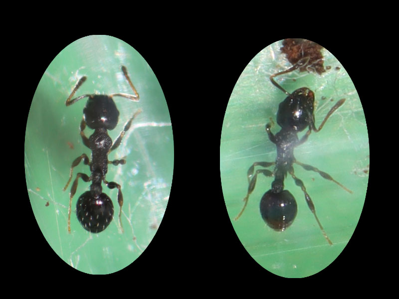 Two different workers from the same colony - parasitic worker left, slave worker right.