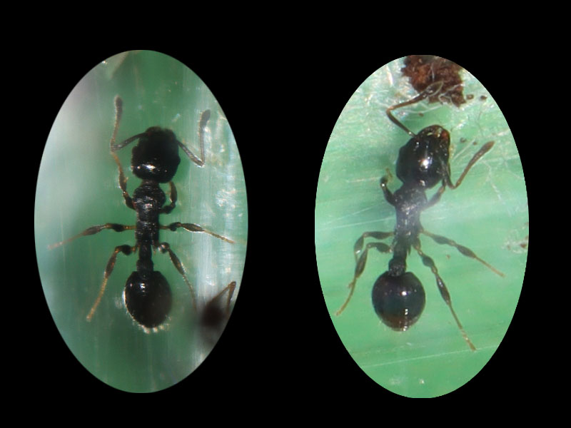 Two Temnothorax longispinosus workers from two different colonies