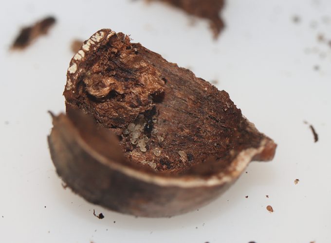 Temnothorax longispinosus in an acorn