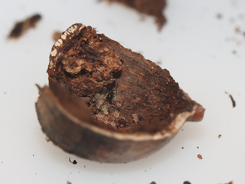 Temnothorax longispinosus in an acorn
