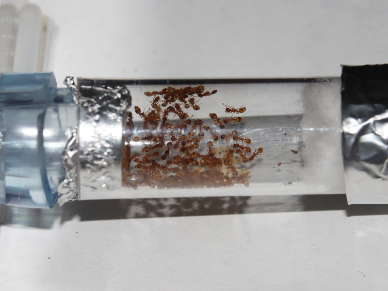 Temnothorax curvispinosus colony