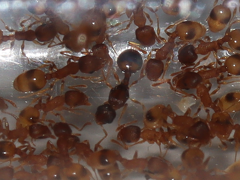 Temnothorax curvispinosus queen in her colony