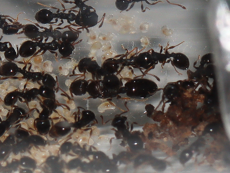Temnothorax longispinosus queen in her colony
