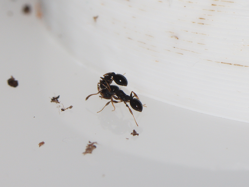 Temnothorax longispinosus worker shouldering another worker during a move to a new nest