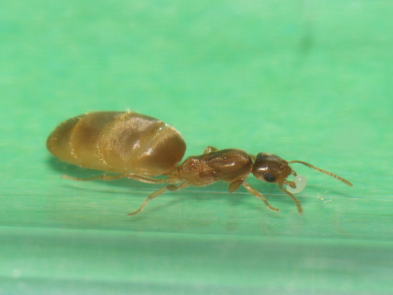 Queen ant with egg