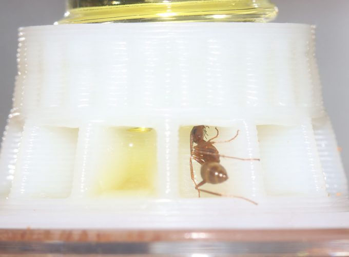 Formica dolosa nanitic ant feeding