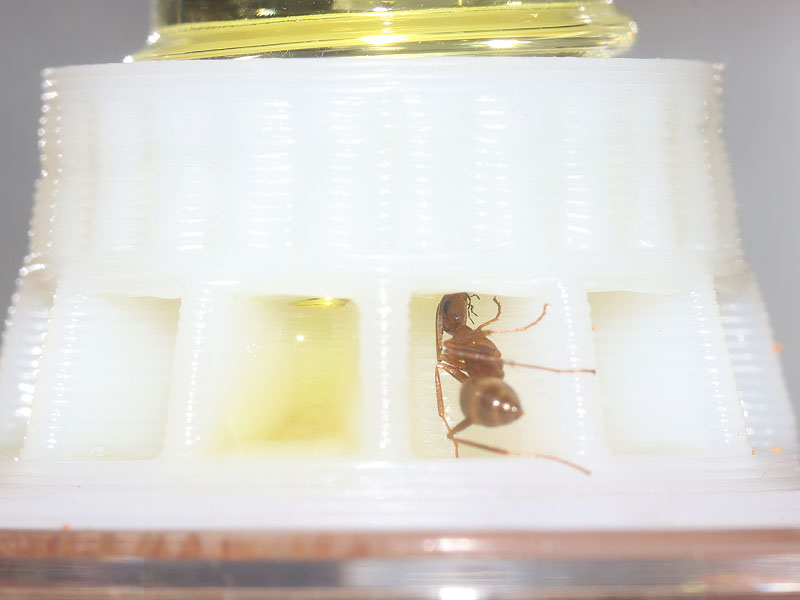 Formica dolosa nanitic ant feeding