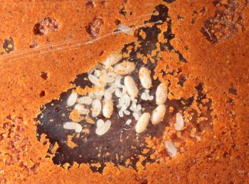 Lasius neoniger brood