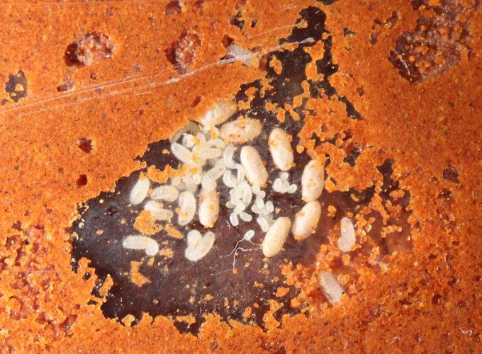 Lasius neoniger brood