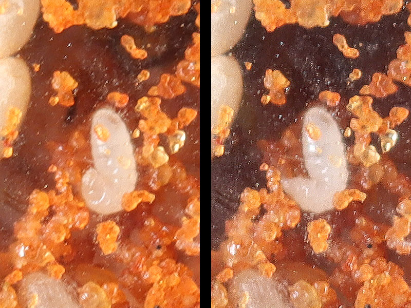 Lasius neoniger larva spinning a cocoon